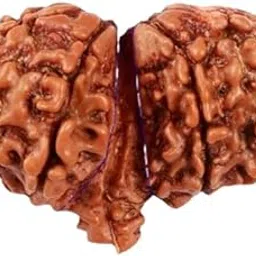 Cuonna Gems Gallery AAA++ Grade Nepali Shiv Parvati Gaurishankar Ganesha Rudraksha Original Certified by Lab शिव शक्ति गणेश रुद्राक्ष Excellent Clarity Gauri Shankar Ganesh Rudraksha for Men & Women-picture-23