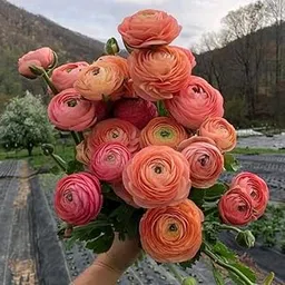 Radha Krishna Agriculture® Ranunculus Flower Bulbs Imported Holland Vearty for Your Home and Gardening Pack of 5 Bulbs (MATE PINK)-picture-10