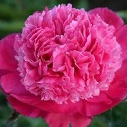 Radha Krishna Agriculture® Imported Excellent Quality Peony Flower Bulbs for Home Outdoor Gardening Plants Flowering Bulbs (Pack of 1 Flower bulbs) (Double Pink)-image-97