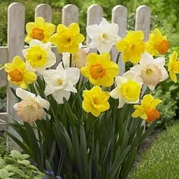 Daffodil Holland Imported Flower Bulbs for Home and Gardening (Pack of 5 Bulbs)-picture-27