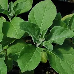 Live Ashwagandha Plant, Ayurvedic Medicinal Herb, Indoor Outdoor Garden Plant-image-0