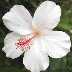 PODDAR JI | Garden Live White Hibiscus/Gudhal Beautiful Flower Plant With Pot-picture-45