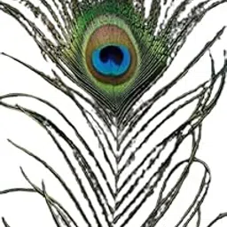 Peacock Feather | Mor Pankh | Real Peacock | Feather Tails for Home Decor Full Length (Pack of 5 Pieces)-picture-34