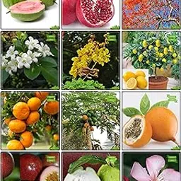 Creative Farmer Best Price Combo Fruit and Fruit : Lemon Fruit, Orange, Papaya, Passion Fruit - Yellow, Passion Fruit - Violet, Kilo Pera, Gulmohar, Orange Jasmine, Copperpod and Others -3 Packs-image-20