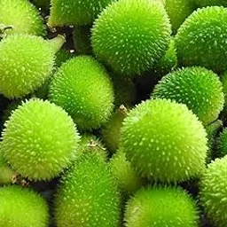 10 seeds, Desi kantola seeds, Germination tested (10 seeds)-image-5