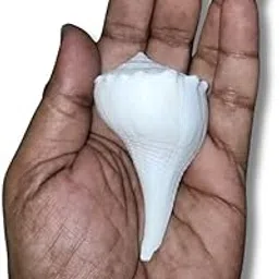Dakshinavarti Natural Valampuri Conch Shell, White Sacred Shankh for Religious Rituals, 3 Inch Traditional Narayan Sangu-picture-63