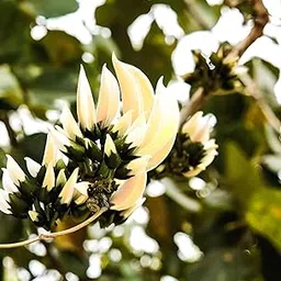 Zoropic Enterprise Beautiful Thai Variety Original White palash flower Plant || For Home Garden Outdoor 01 Ft - 02 Ft Flower Plant Without Pot.Pack Of_01.-picture-28