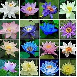 Hudgle Water Lily Flower Seeds (Pack Of 20 Seeds) - All Mix Colors… Growing Lotus Brings Positive Vibrations According To Vaastu Shastra…2023_hudgle_6-image-17