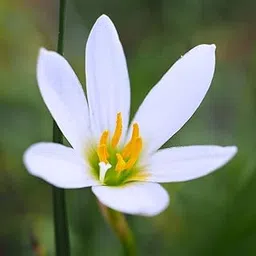 Live Green Flower Bulbs |Rain Lily Flower Bulbs For Home Gardening (50 Bulbs Pack) White Color-image-2