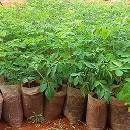 ASPEN® Sahjan/Saragavo/Shevaga/Moringa Healthy Live Plant/Murungakkai/Chedi Murungai Seeds/Spinach Seeds For Home Terrace and Garden-picture-32
