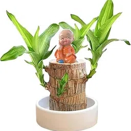 Brazilian Wood Plant For Home - 1 PcsLucky Brazil Wood Potted Plant Healthy Indoor Live Lucky for Living Room, Office, Feng Shuie (Without Pot)-image-62