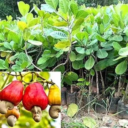 AGRO ALIVE Live Cashew Nut Grafted Apple Kaju Plant (1 Healthy Live grafted Plant)-picture-49