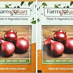 Farmgokart | RED ONION SEEDS | Perfect for home gardens and farms | 2 Packets-500 Seeds per pack-picture-58