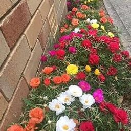 generic Portulaca Flower Seeds - 100 Mixed Color Pack for Creating a Beautiful and Resilient Garden That Blooms Vividly in a Variety of Conditions.-picture-36
