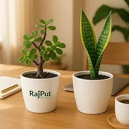 Rajput Plants: Jade Plant-Snake Plant Combo in Stylish Pots | Air-Purify | Vastu Indoor Gifts | Office & Home Decor | Low Maintenance | Prosperity and Wellness Plants Indoor | Sustainable Gifting-picture-16