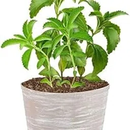 Stevia Plant Online Pack of 1 image 1