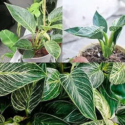 Air purifying plants for home Philodendron Bir-kin Live Indoor Plants for Drawing Room | Natural Air Filter & Low Maintenance | Pack Of 1 image 1