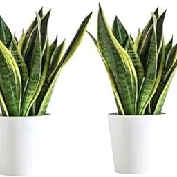 Snake Plant | Good Luck Snake Plant pack of 2 | Snake Plant Indoor Live Plant | Snake Plant With Pot | Office Desk Balcony | Indoor Plants For Living Room | Indoor Plants With Pots-image-68