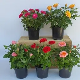 Mphmi Season Flowers NCR Set of 5 Enchanting Roses Rose (Yellow) - Plant Rose (White) - Plant Rose (Orange) - Plant-picture-12