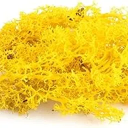 Preserved Reindeer Moss – Natural Multicolored Moss for Crafts, DIY Arts, Home & Office Wall Décor – Bulk 100g to 1000g Packs (Yellow, 300g)-image-20