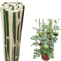 Plant Support Sticks Bamboo 2.5 ft (14 Sticks)-image-81