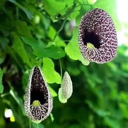 Duck Vine Plant, Duck Flower Plant - Aristolochia Elegans Plant-picture-30