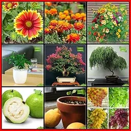 Creative Farmer Garden Seed Combo Flower Seeds & Fruit : Guava, Lemon Fruit, Grape, Kamini Seeds, Queen Crape Myrtle, Copperpod, Gaillardia Dwarf, Marigold- Bonita, Nasturtium Mix Kitchen Garden Pack-picture-10