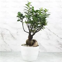 Ficus Microcarpa Bonsai Ginseng-image-53