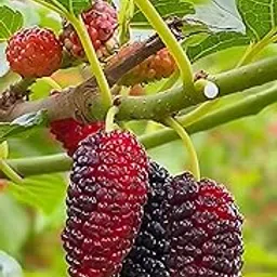 GreenCaart Mulberry Fruit Plant, Thai Hybrid, Air Layered, Sweet, Healthy, Red & Black, For Home Garden (Fruit After 3 Months)-image-25