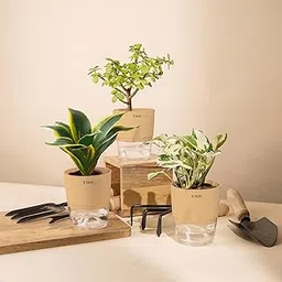 KYARI Money N'Joy-Jade-Sansevieria Golden Hahnii Snake Combo of 3 Indoor Plants for Living Room | Live Plants | Plants with Cream Pot for Home Air purifier plants | Plants for Home Decor & Garden-picture-30