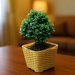 ibains Beautiful Kamini Table Bonsai | Compact Indoor Plant | With Self-Watering Pot | With Pot (Pack Of 1)-image-18