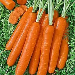 Hybrid Hybrid Ooty Carrot Seeds - Carrot Seeds Garden 1000+ seeds image 1