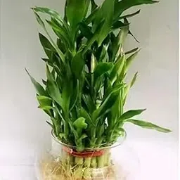 2 Layer Bamboo Plant with Pot-picture-26