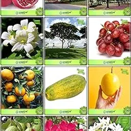 Creative Farmer Suitable Seeds Combo Tree Seeds : Jacaranda Mimosafolia, Delonix Regia, Murrayya Exotica, Raintree, Nerium Oleander, Har Singar, Pomagranate, Grape, Orange, Papaya, Passion Fruit - Yellow, Thailand Guava Kitchen Garden Pack-picture-23