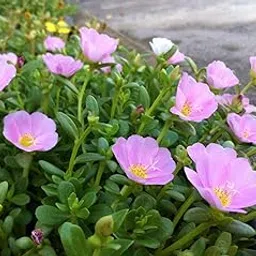 Cloud Farm Live Mixed Color Portulaca / 9 O Clock/Purslane Beautiful Flower Succulent Plant For Home/Balcony Garden - 1 Healthy Live Plant CF_088-image-30