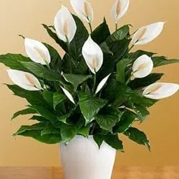 TENDER LEAVES Peace Lily Spathiphyllum Indoor Plant Without Pot, Live Plants For Indoor Home Living Room Decor(Pack of 1 plant) In Grow-Bag.-image-42