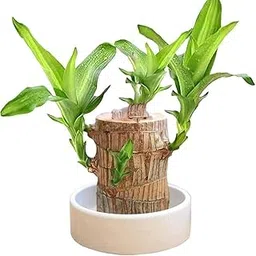 Brazilian Lucky Bamboo Live Plant – Indoor Plant with Pot for Home Decor, Office Desk, Vastu & Feng Shui – Easy Care Water Plant for Gifting & Decoration (Multicolor)-image-55