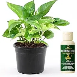 GrowHive Money Plant Air Purifying Indoor Live Plants with Free Neem Booster Oil for Living Room, Home, Office, Table, Kitchen & Desk Decor | Best Plant For Balcony & Garden image 1