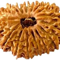 astro cart Precious 18 Mukhi Rudraksha Pendant Brown Bead Eighteen Face|Mukhi Rudraksha 18 मुखी नेपाली रुद्राक्ष Oval Shape 18 Face Rudraksha Original Certified Nepali For Men-picture-53