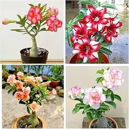 Adenium Live Plant | Hybrid Adenium Flower Plants (Pack of 3) A_36-image-37