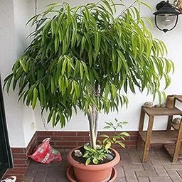 UGANIO PLANT Ficus Plant Amstel - Plant Garden Live Plant Nursery Indoor Outdoor Living Plants-picture-31