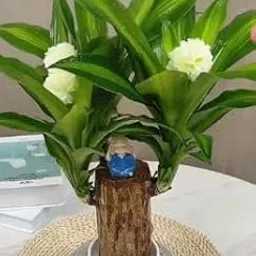 Brazilian Lucky Wood Plant-image-42