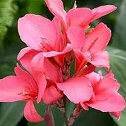 PlantaZee KELI(canna lily) plant | Keli Flower Bulbs Outdoor Perennial Rare Species Gorgeous Balcony Ornamental Magical Charming Exotic Lilies Flower Bulbs (Pack of 1, Pink)-image-20