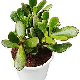 generic Ripee Crassula Ovata, Jade Succulent Big Leaf Lucky plant with pot-picture-12