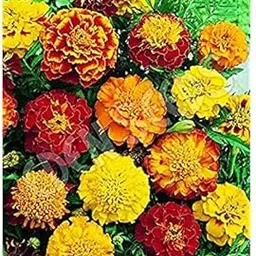 Healthy Marigold Jafri Mixed Flower Seeds For Home Gardening pack of 50 seeds-picture-25