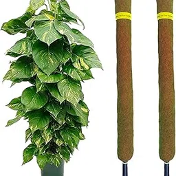 Coco Coir Stick 3 FT / 91 cm | Plant Support for Climbing Money Plant | Indoor and Outdoor Plants |(Coir Stick 3FT [ 2 ])-image-41