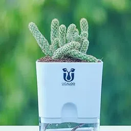 UGALOO Mammillaria elongata (Ladyfinger) Cactus Indoor Plants for Home & Office | with Self Watering Pot | Live Plants for Living Room | Air purifier plants | Plants for Home Decor-picture-27