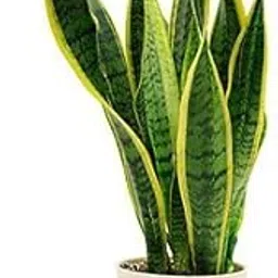 GREEN PARADISE® Sanseveria Snake Plant with Pot Air Purifier Plant-picture-16