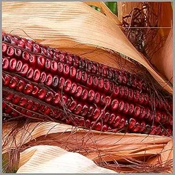 VIBEX -™ VXL-185 High Germination Red Corn (maize) Traditional Seeds-picture-27