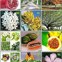 Creative Farmer Gardening Seed Combo Fruit & Fruit : Apple, Papaya, Passion Fruit - Yellow, Passion Fruit - Violet, Thailand Guava, Oreodoxa Regia (Bottle Palm), Gulmohar, Orange Jasmine, Peltophorum, French Tamarind, Nerium Indicum, Pomagranate Kitchen Garden Pack-image-58